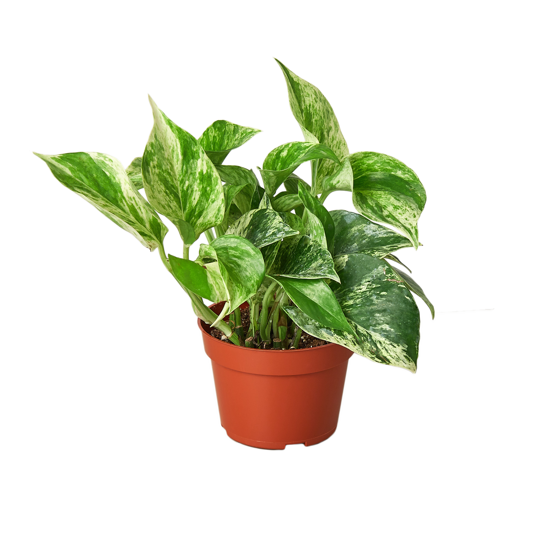 Pothos Marble Queen