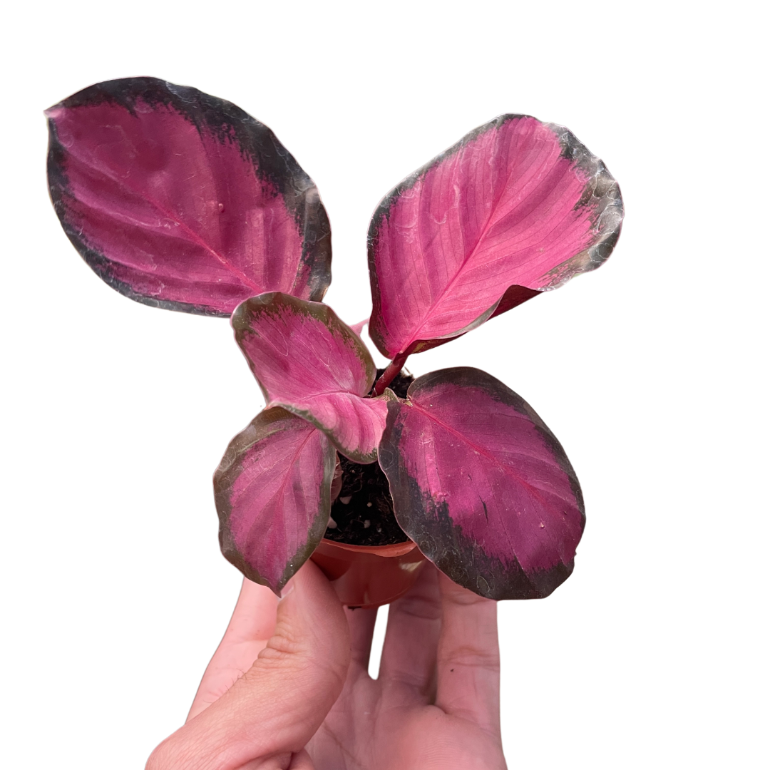 Calathea Purple Rose