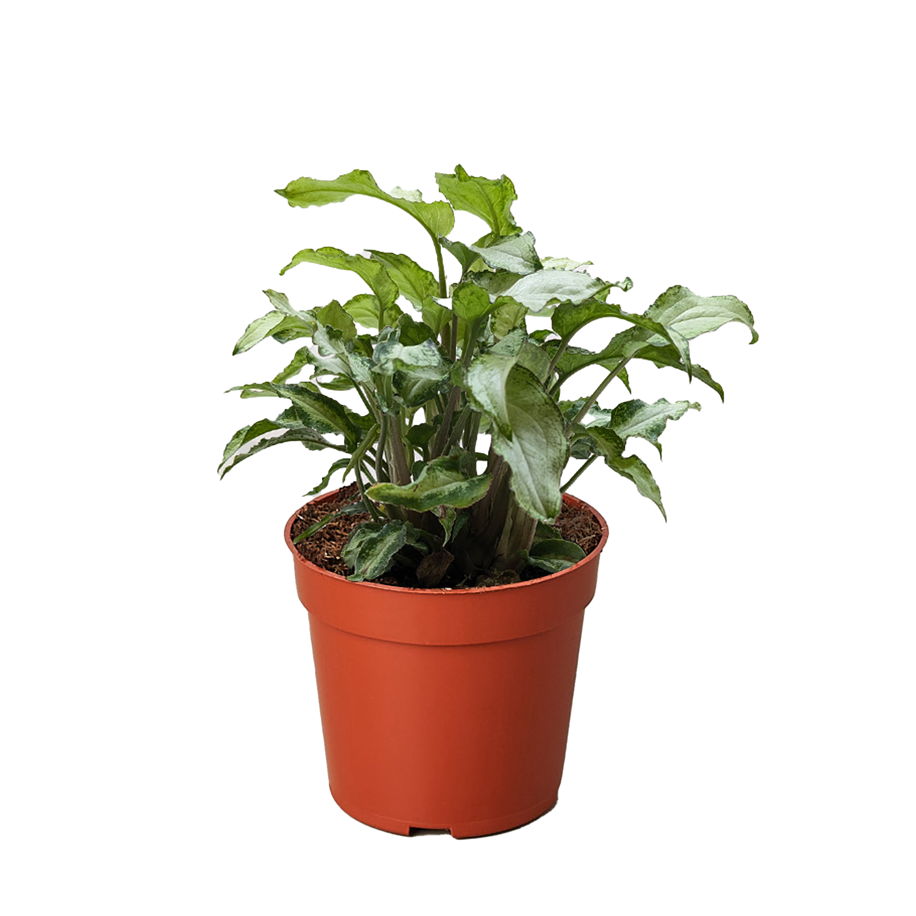Syngonium Three Kings