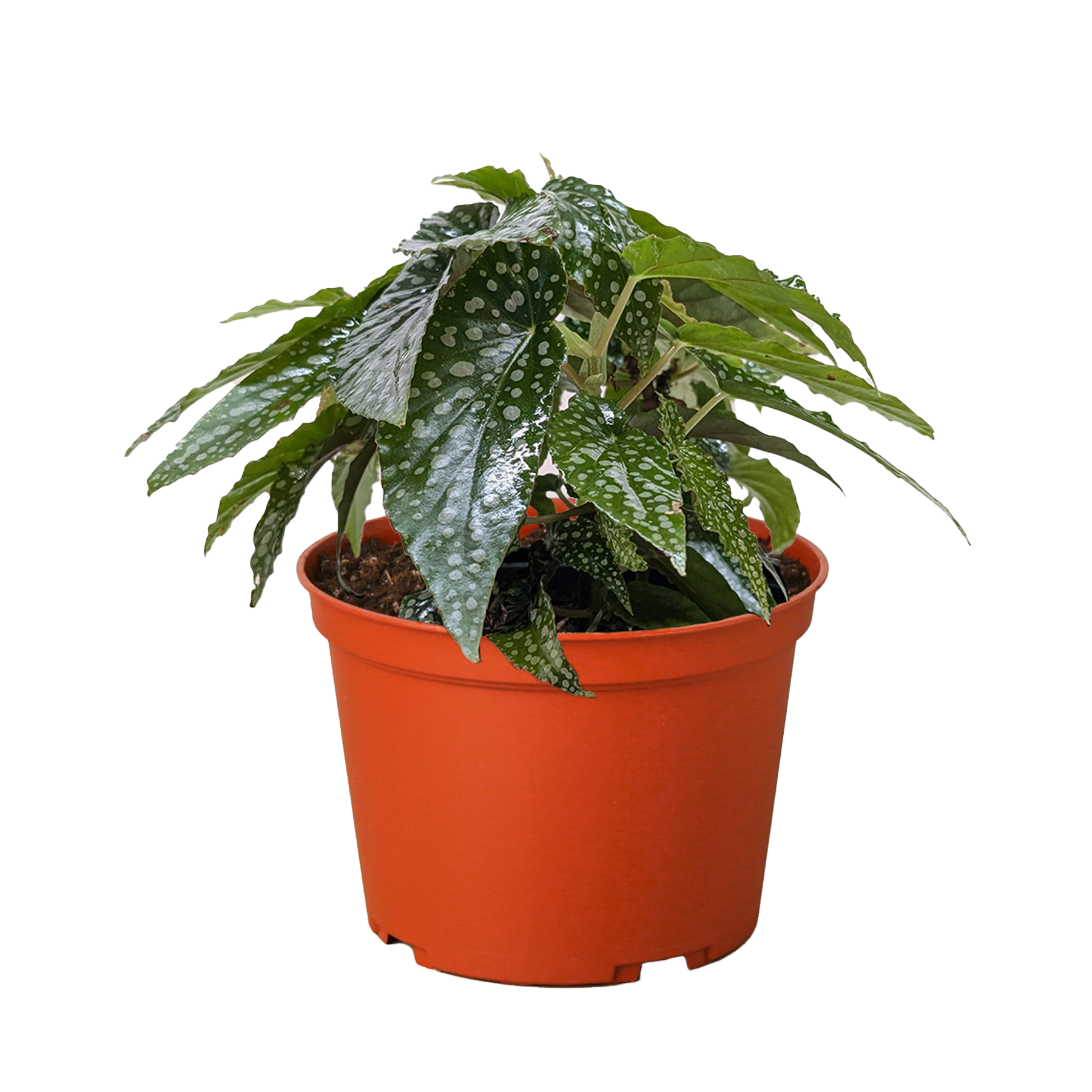 Begonia White Ice