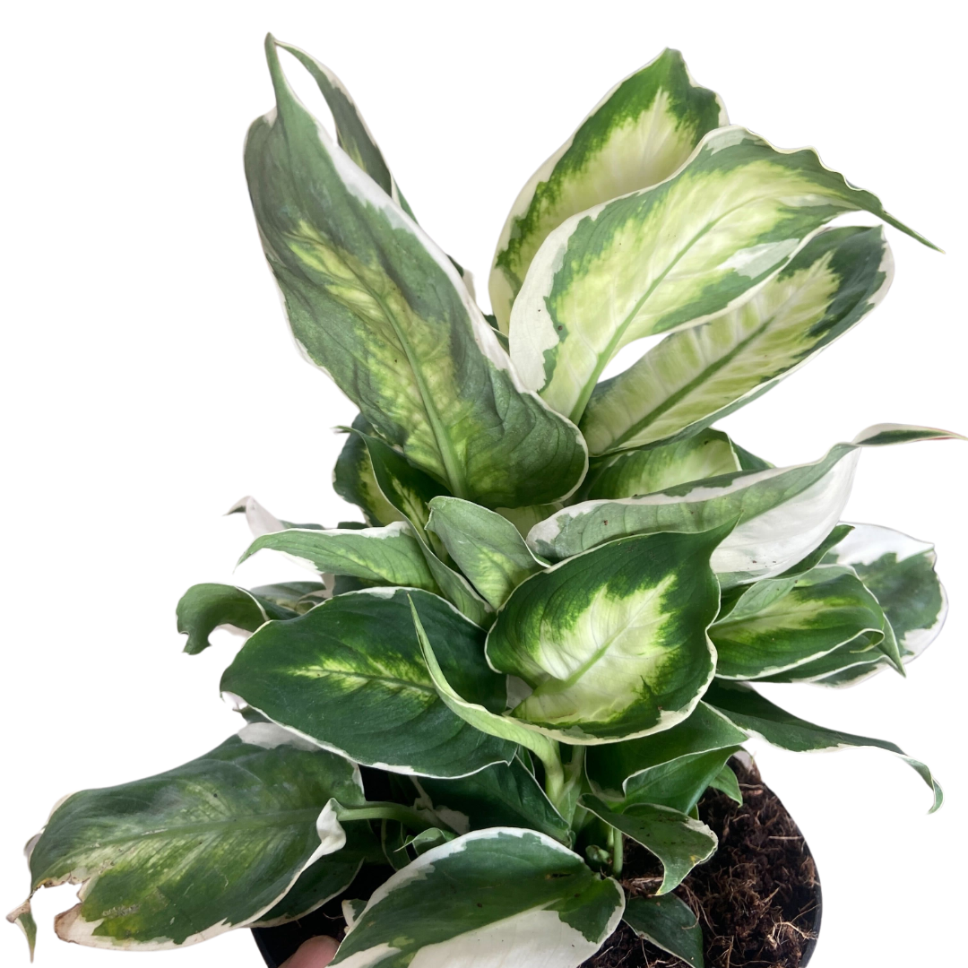 Dieffenbachia Cool Beauty
