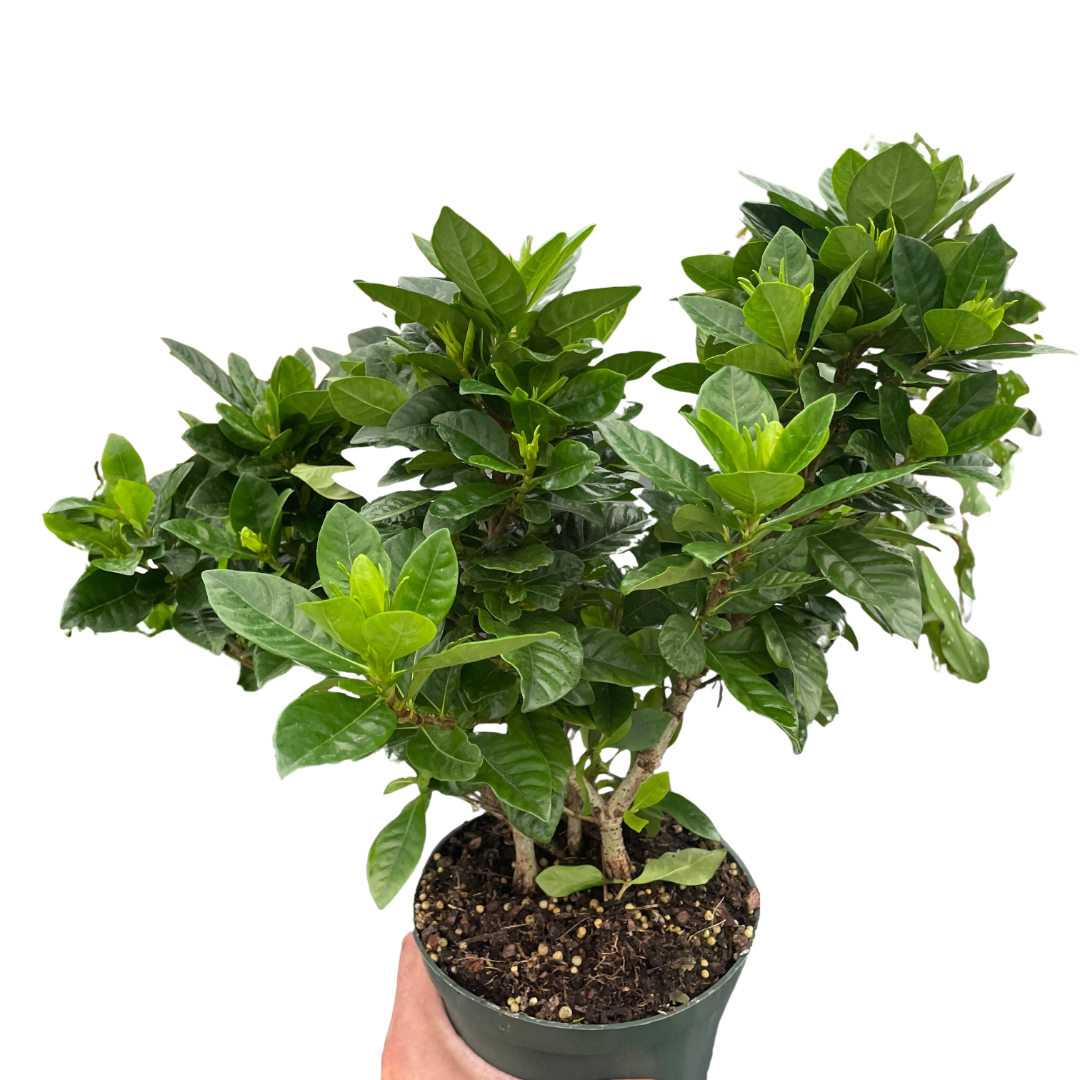 Gardenia Bush