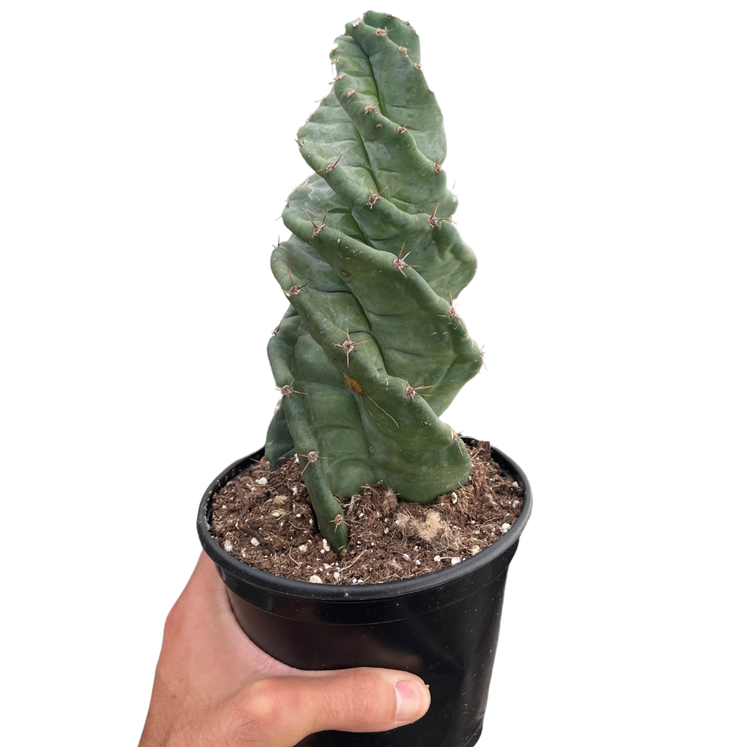 Cereus Forbesii Spiralis