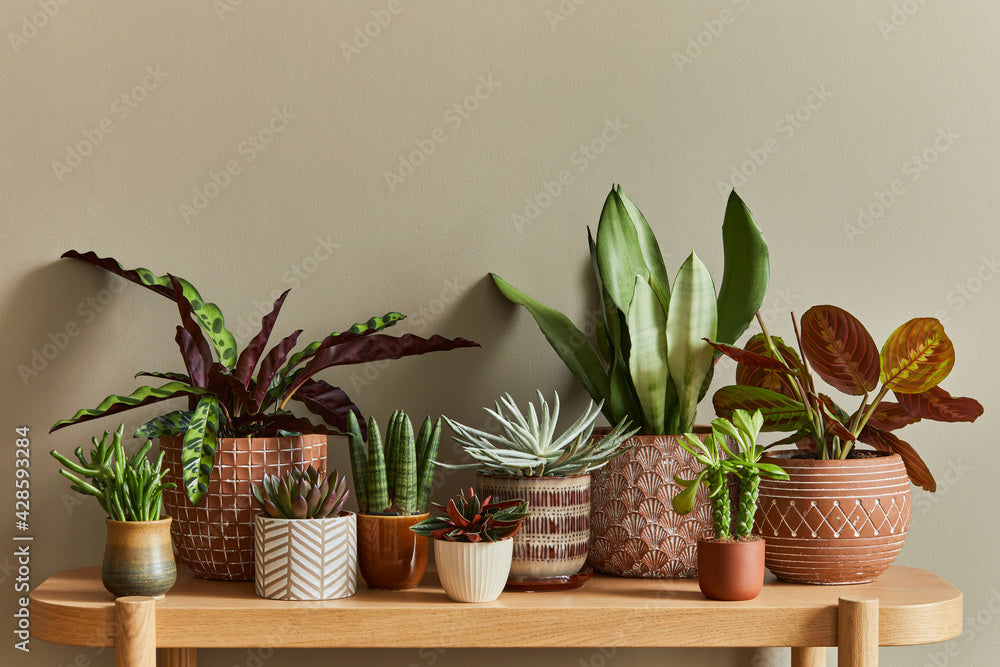 How to Style Plants in a Small Space (Without It Looking Cluttered)