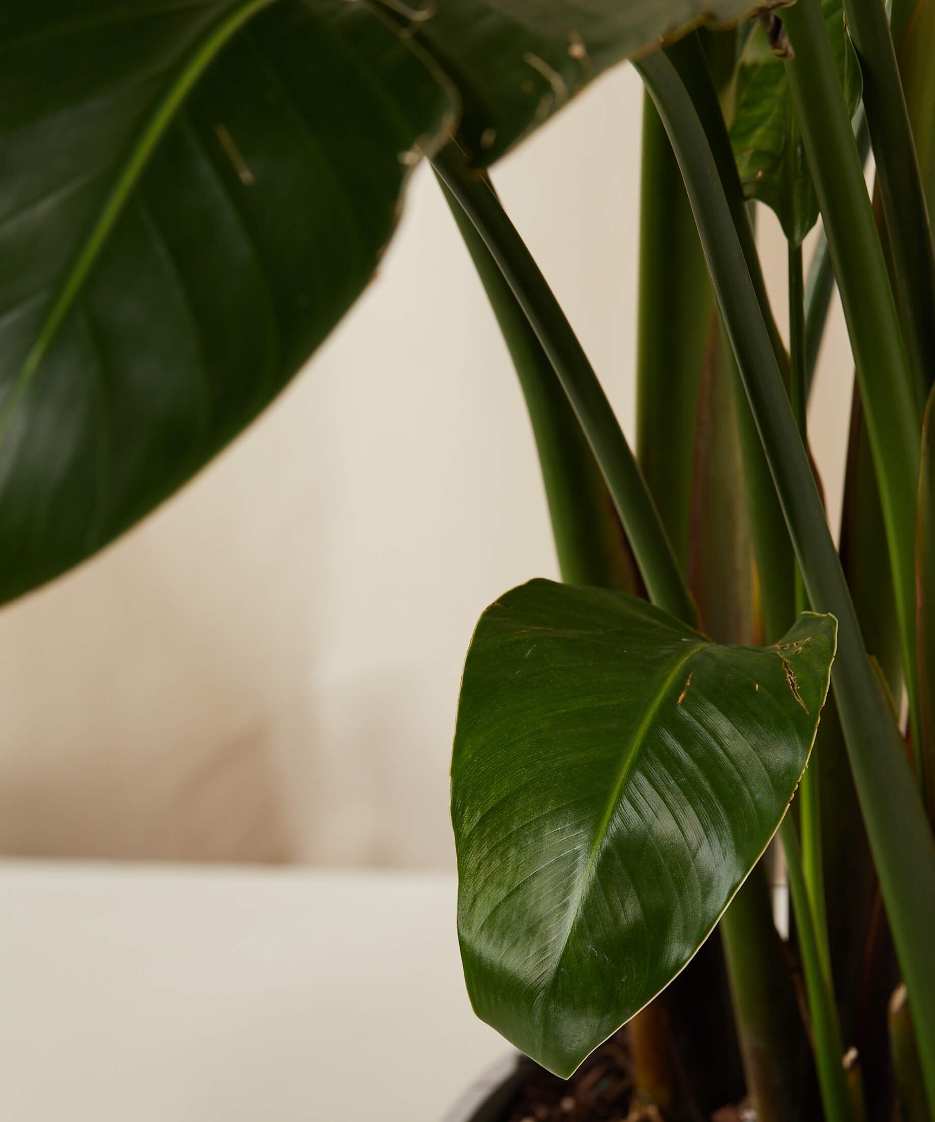 Why Plants Belong in Every Black Home (A Personal Take)