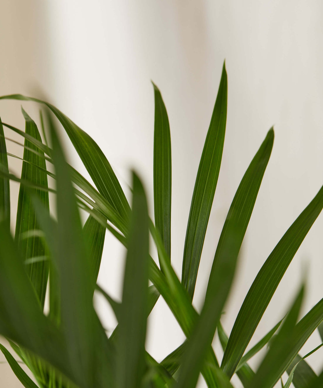 Houseplants and health: 5 science-backed benefits for your home