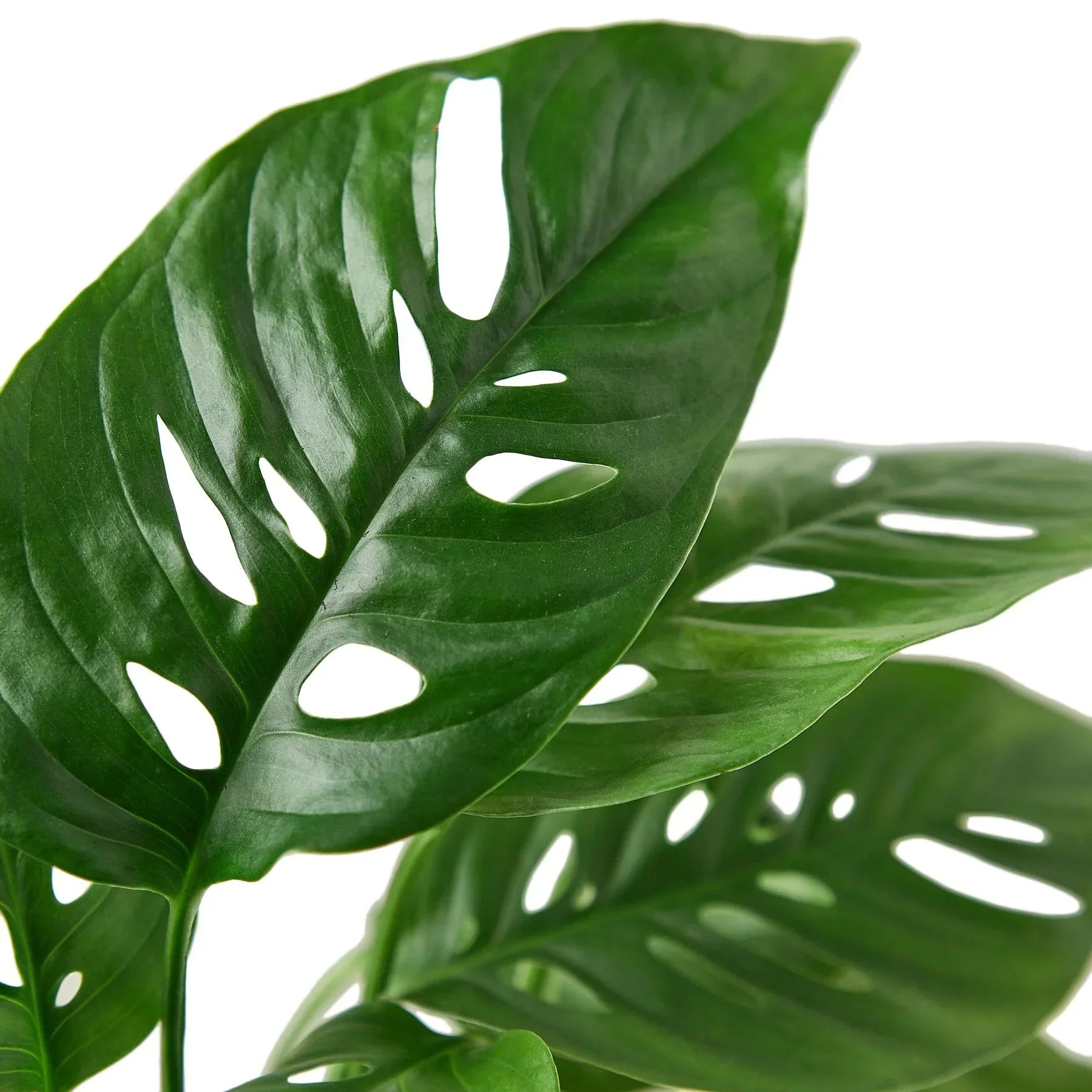 Monstera Plants