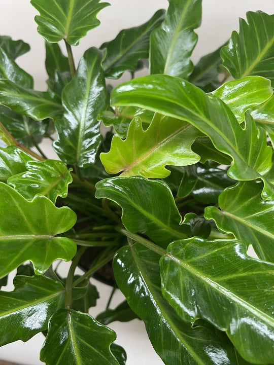 Philodendron