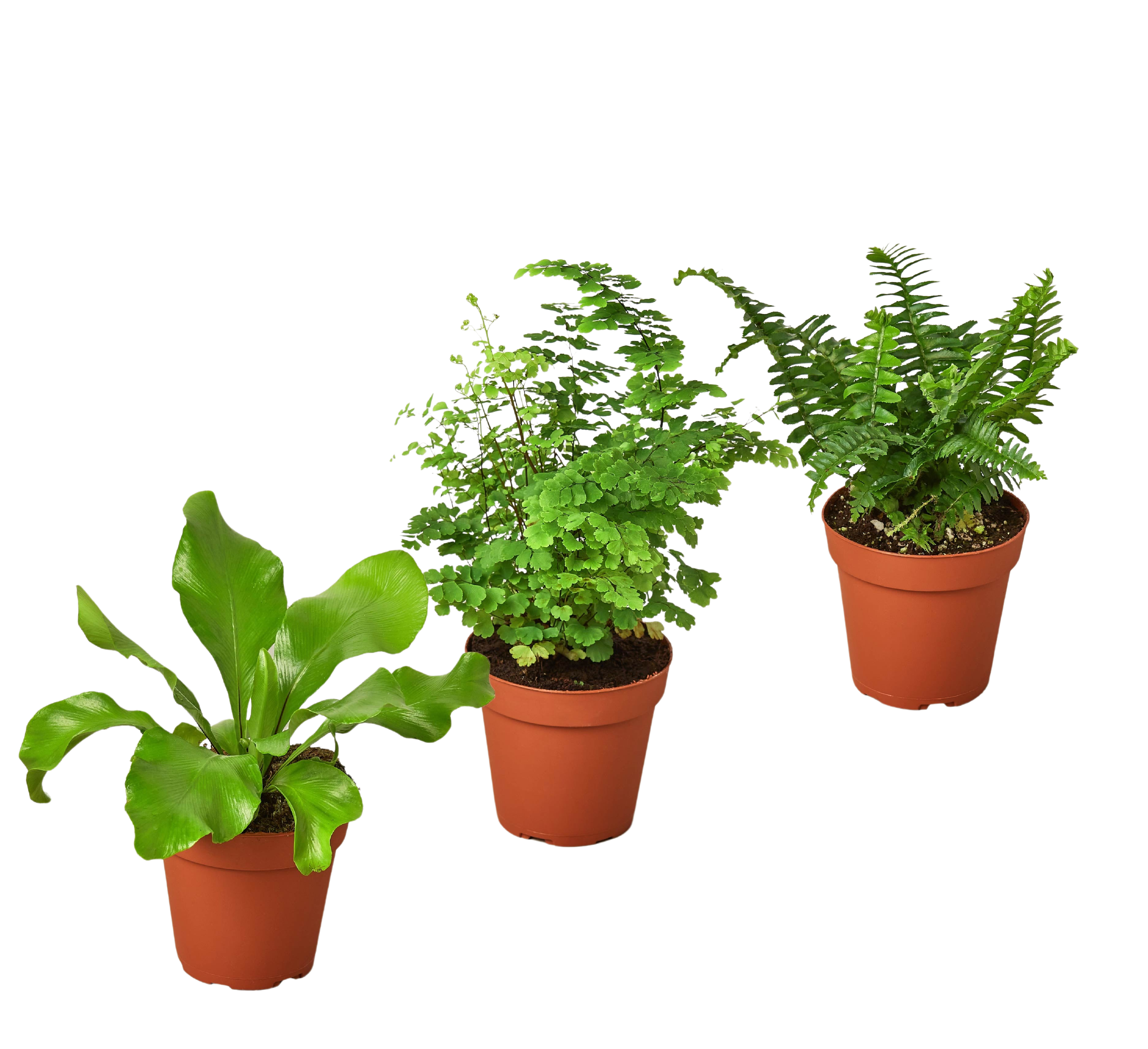 Plant Variety Pack