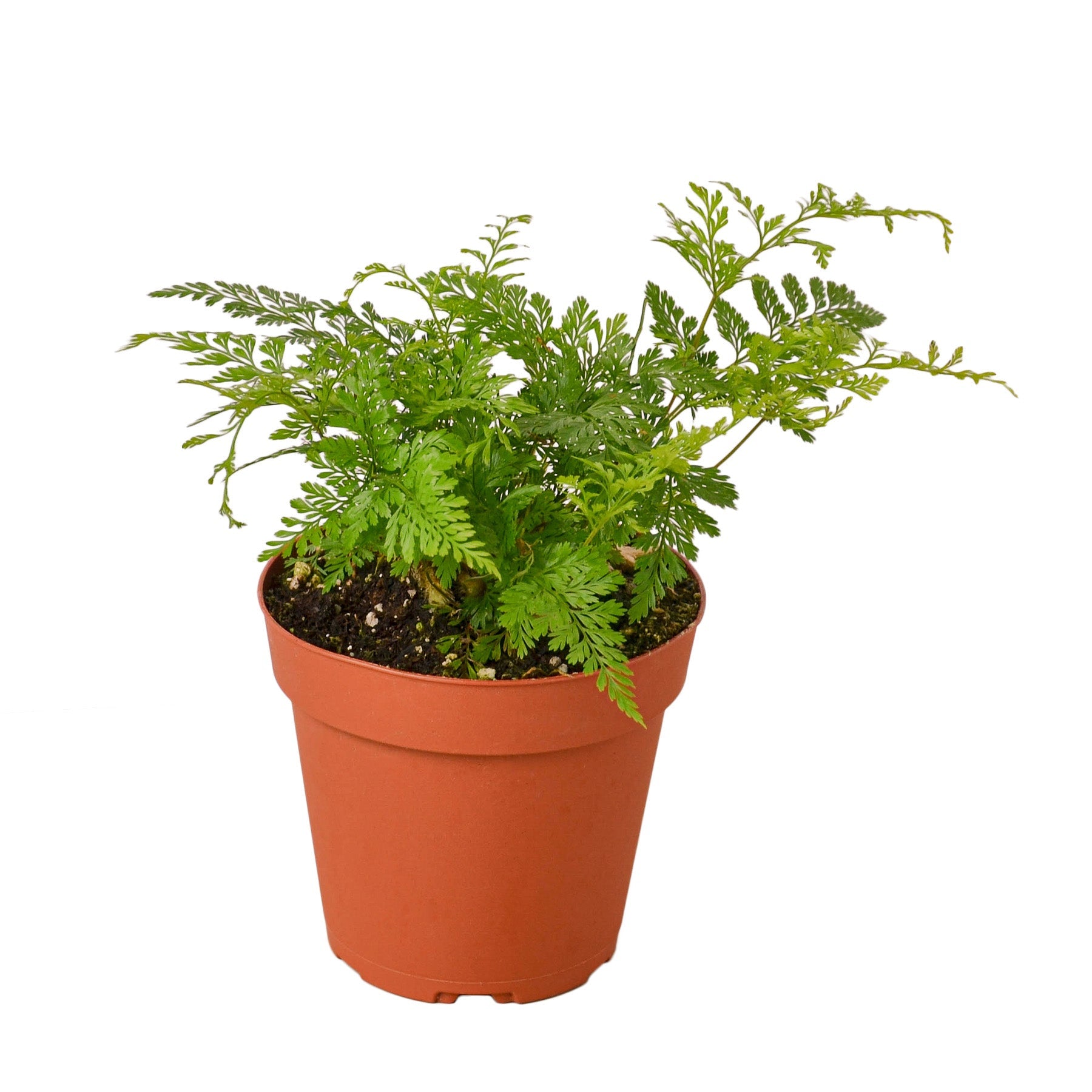 Rabbits Foot Fern