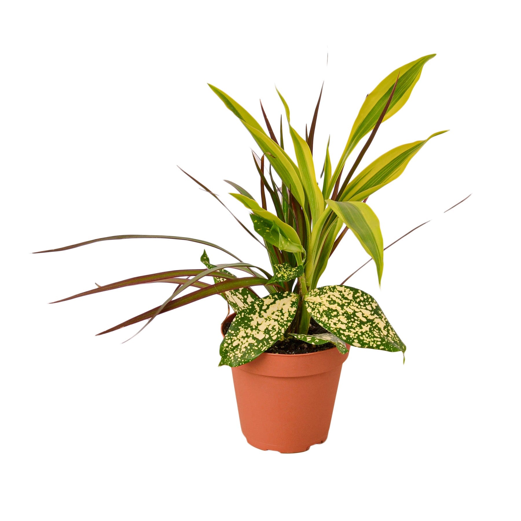 Dracaena Combo