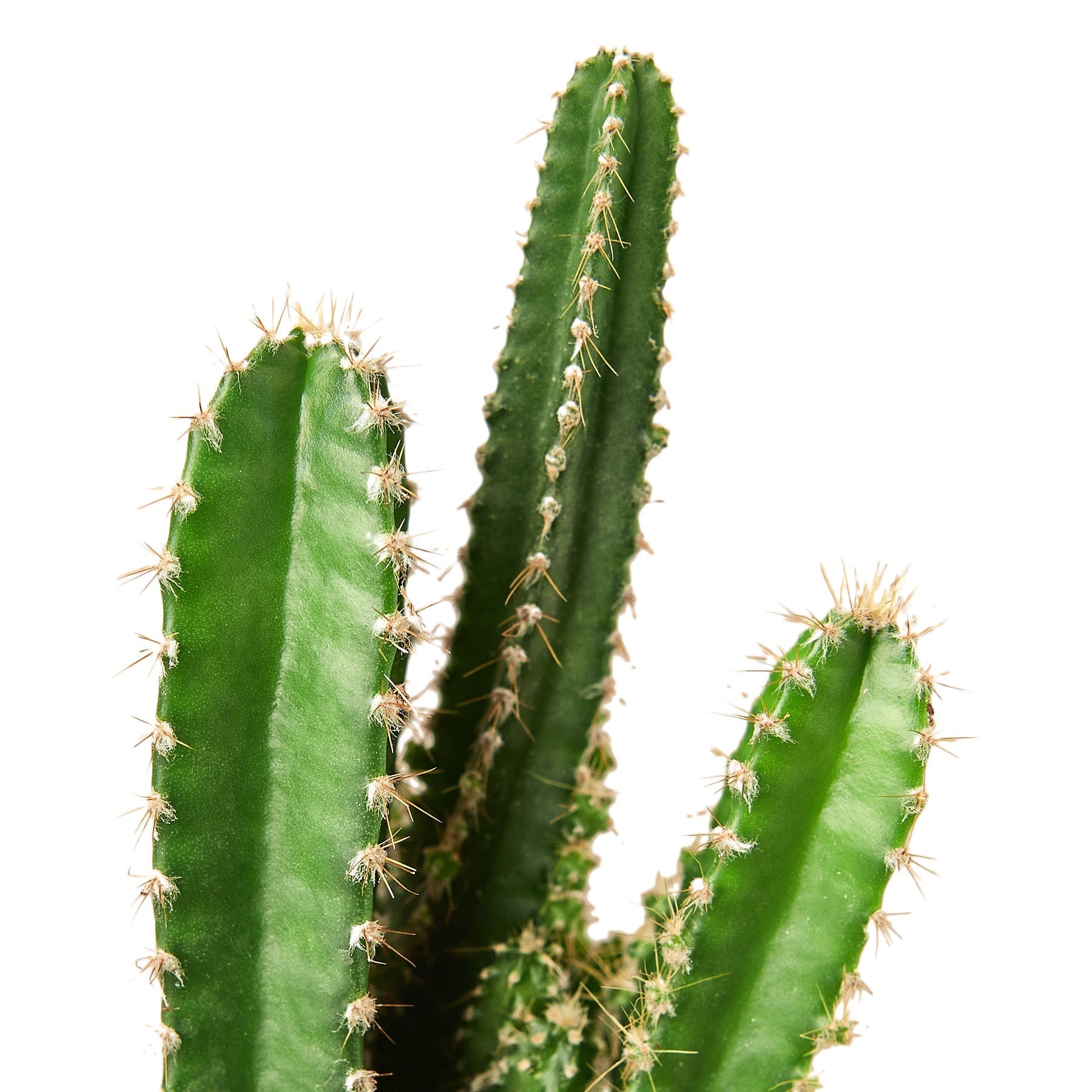 Fairy Castle Cactus 1