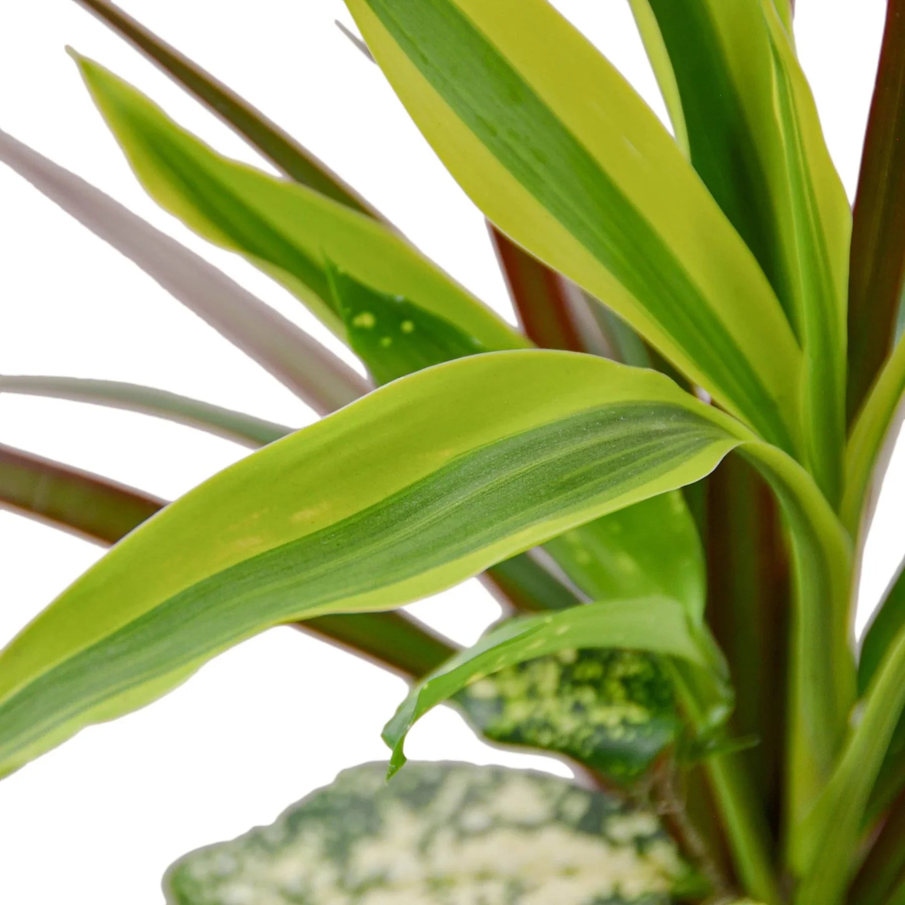 Dracaena Combo