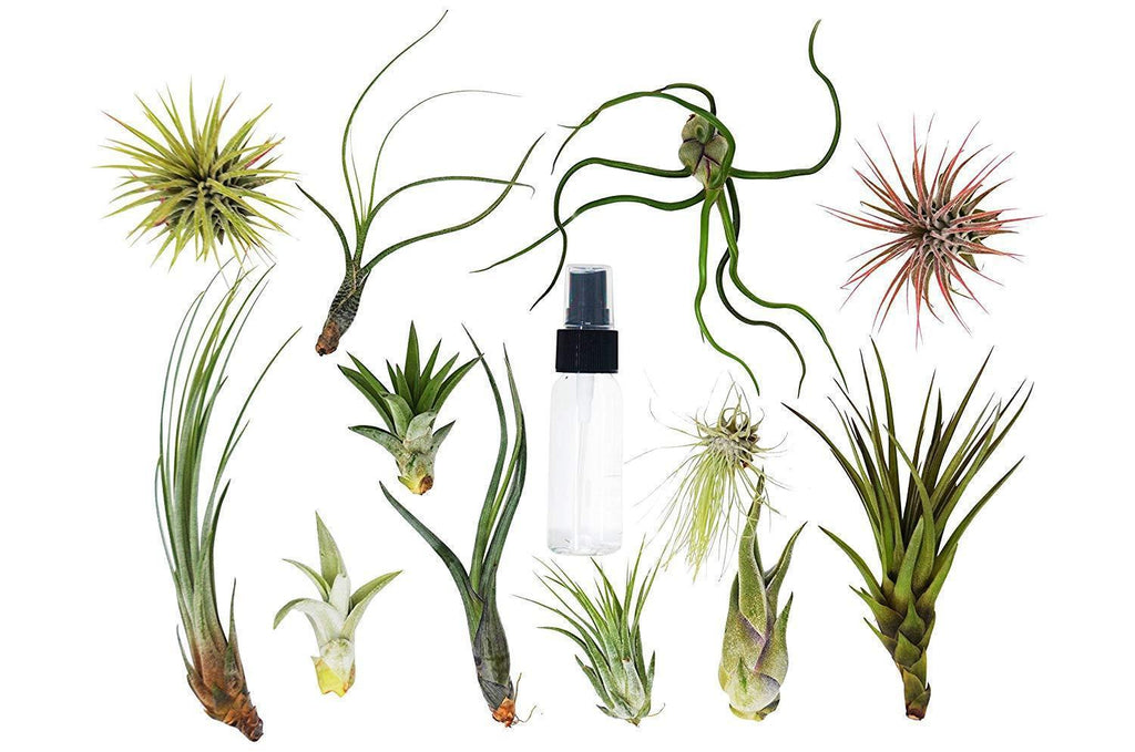Tillandsia Air Plant Variety Pack W Spray Bottle