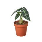 Alocasia Amazonica 'Bambino'