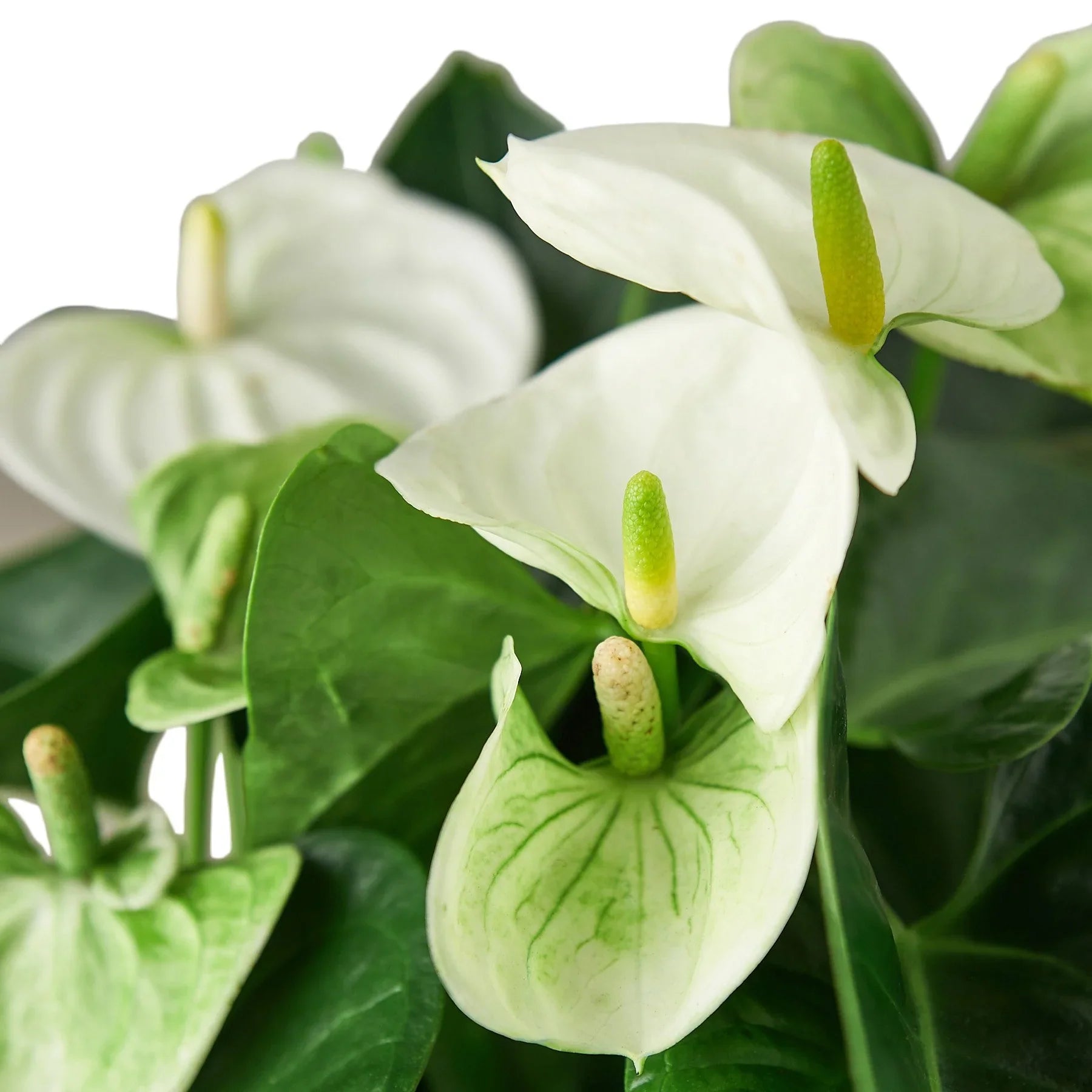 Anthurium White
