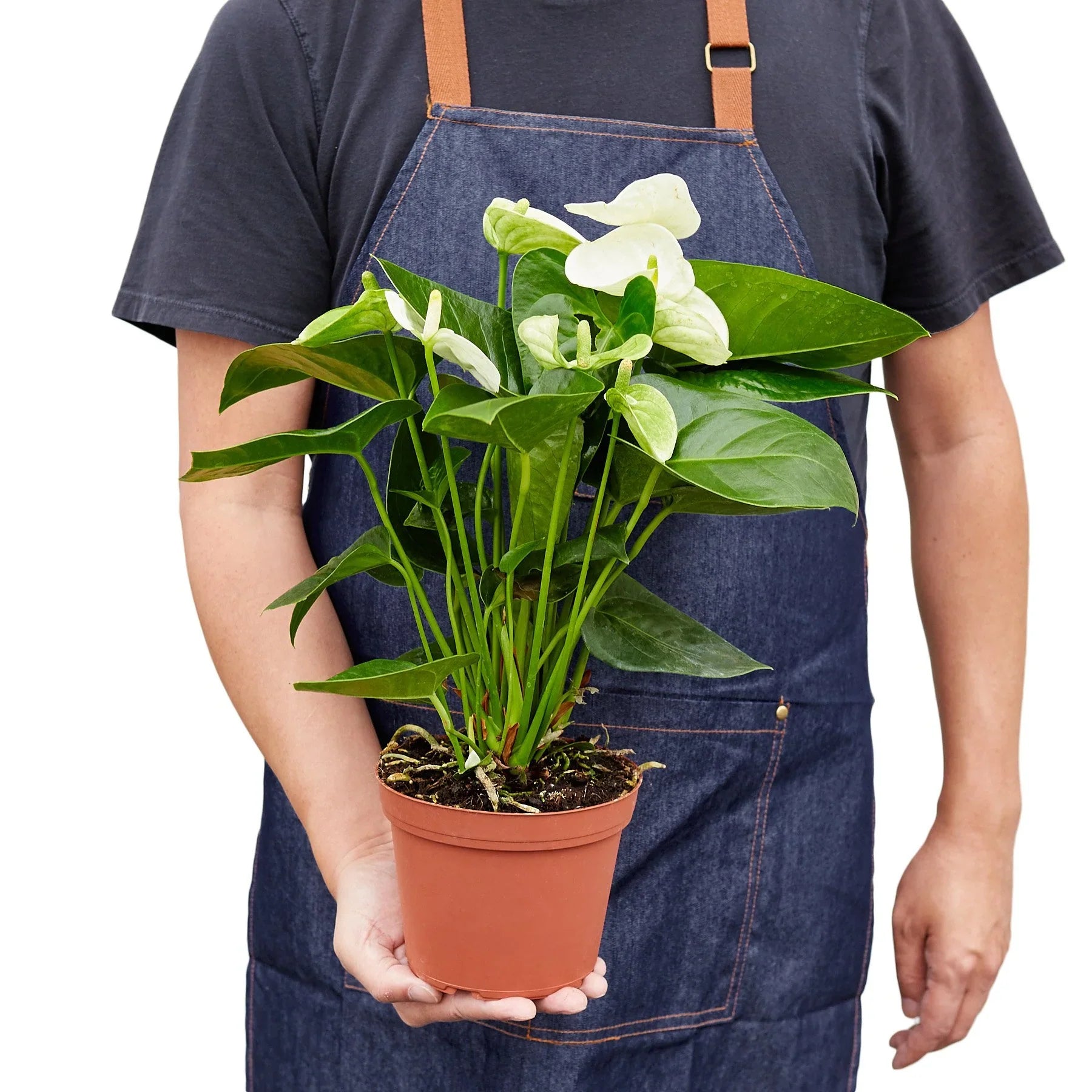 Anthurium White