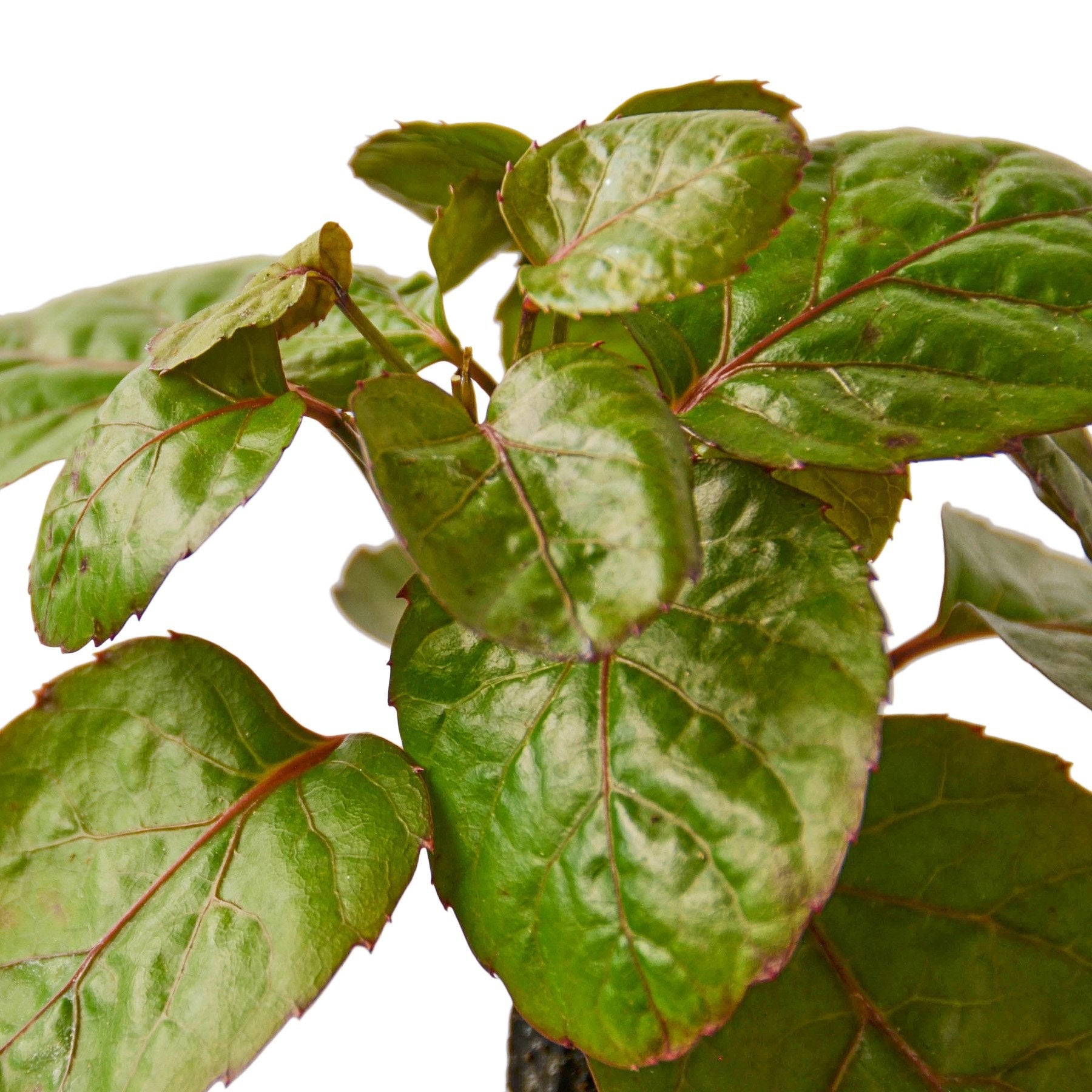 Aralia Fabian Stump Polyscias Scutellaria