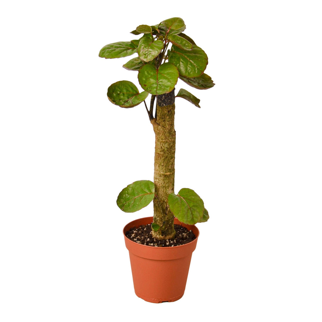 Aralia Fabian Stump Polyscias Scutellaria