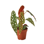 Begonia Maculata