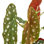Begonia Maculata