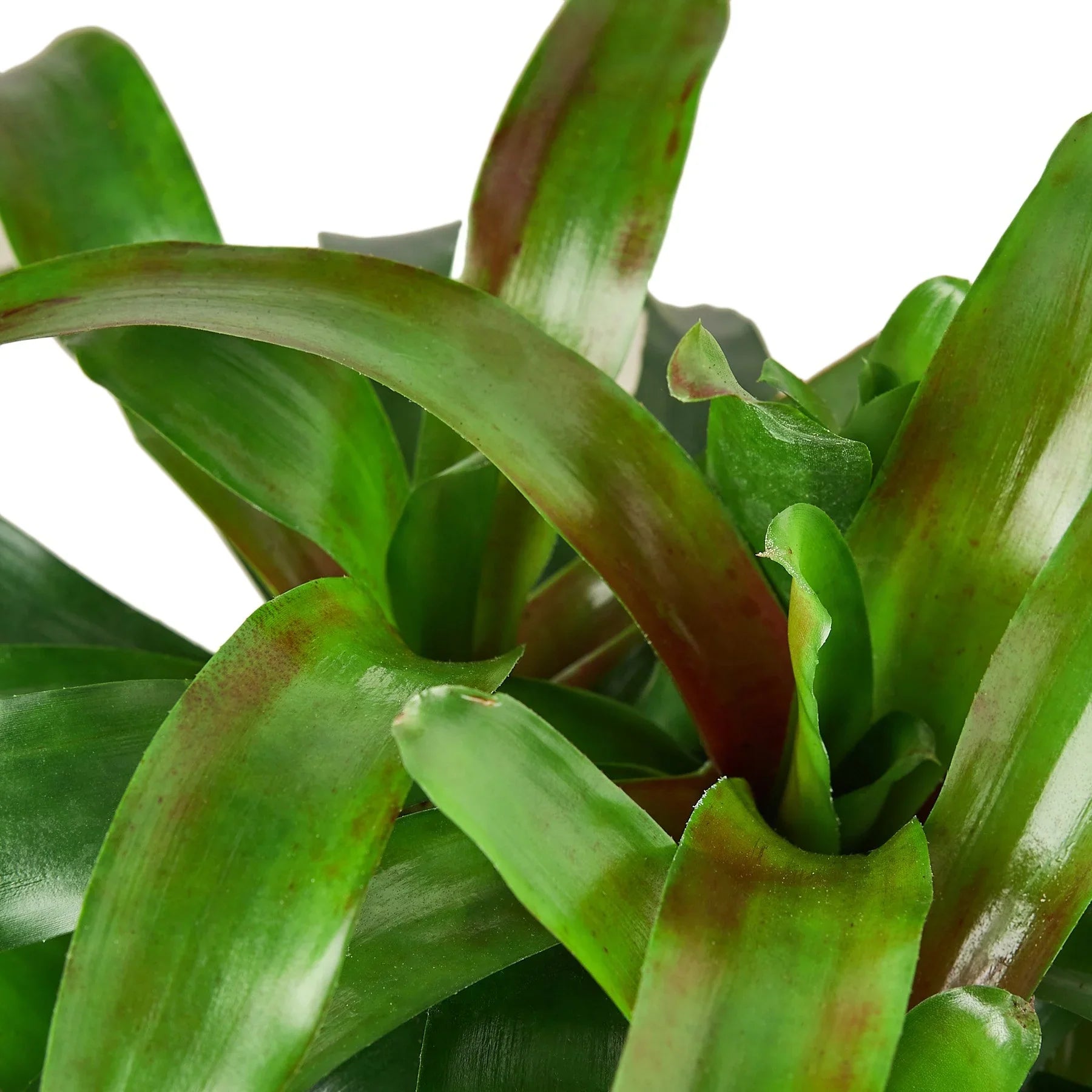 Bromeliad Fireball