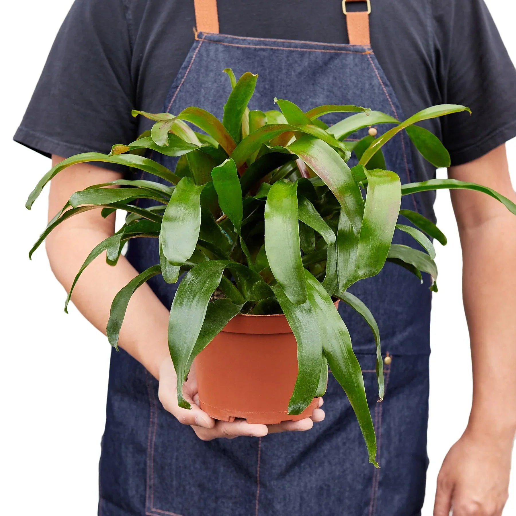 Bromeliad Fireball