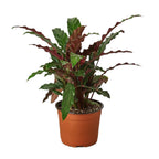Calathea Rufibarba Furry Feather