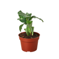 Calathea Orbifolia
