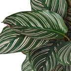 Calathea Ornata