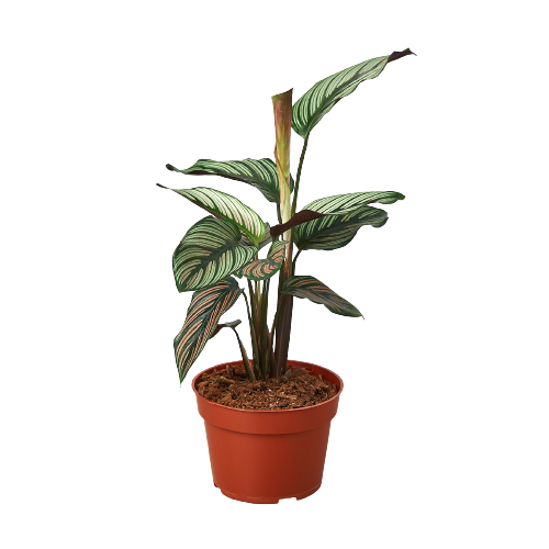 Calathea White Star
