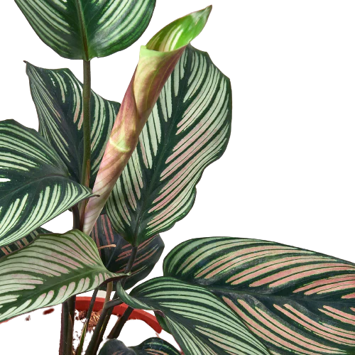 Calathea White Star