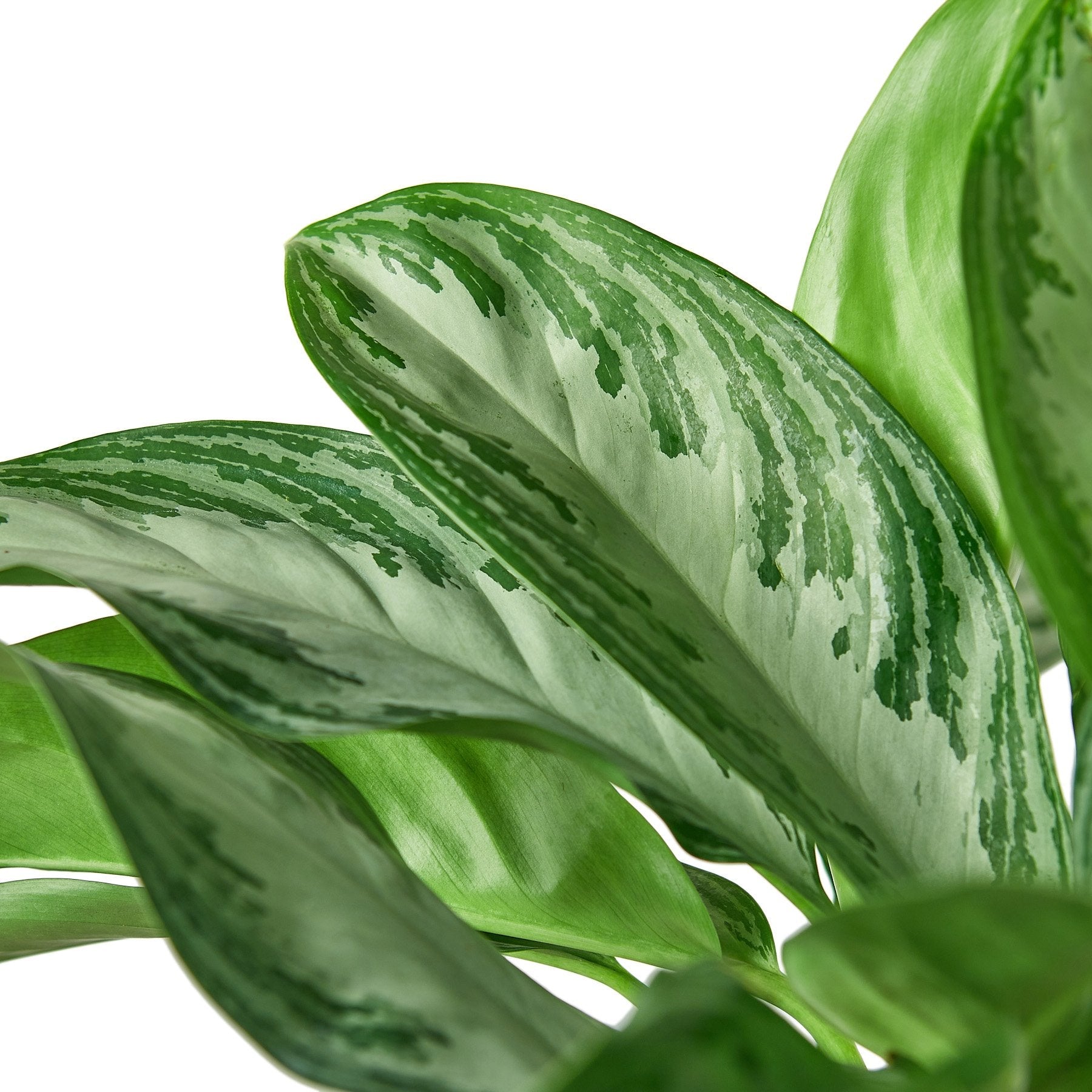 Chinese Evergreen Silver Bay