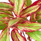 Chinese Evergreen Red Siam