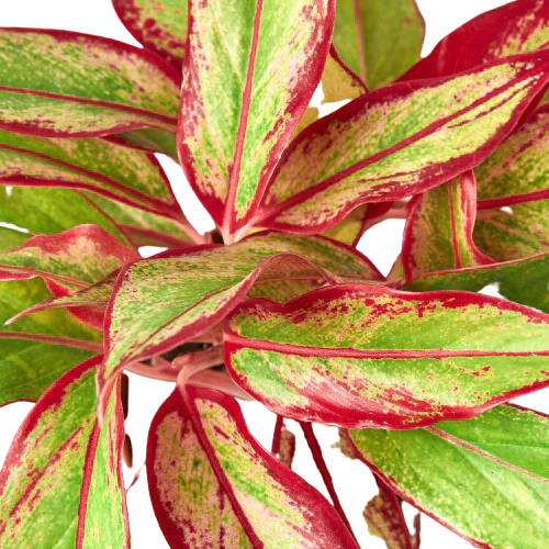 Chinese Evergreen Red Siam