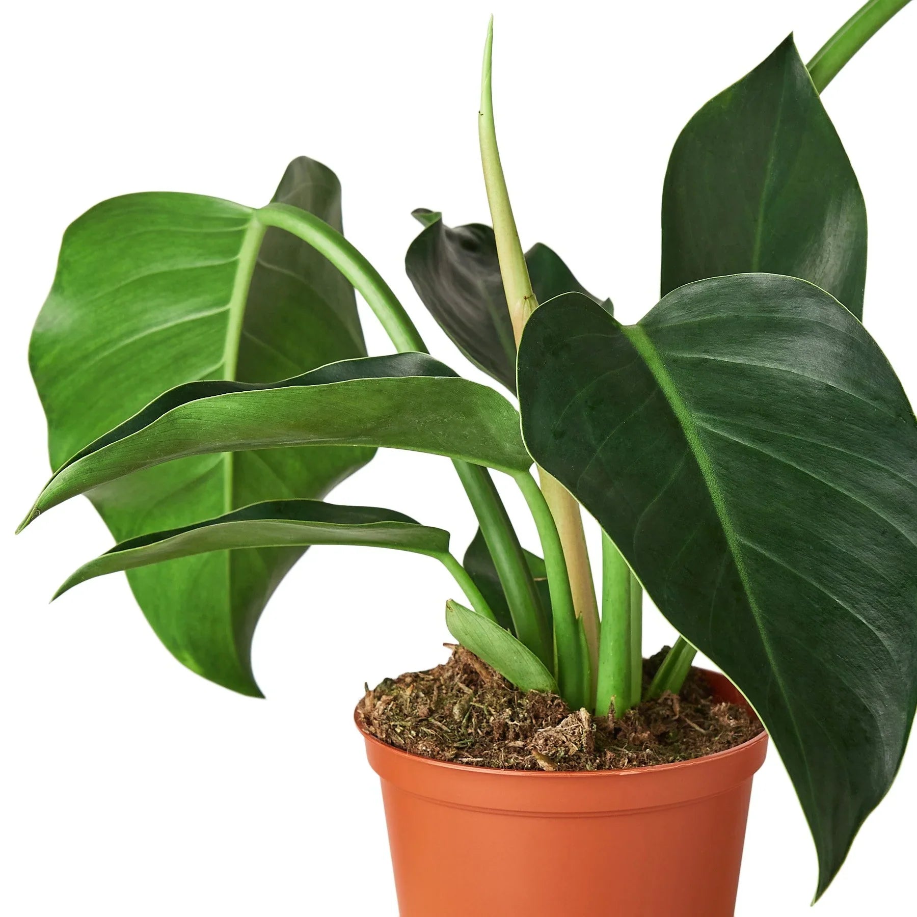 Philodendron Congo Green