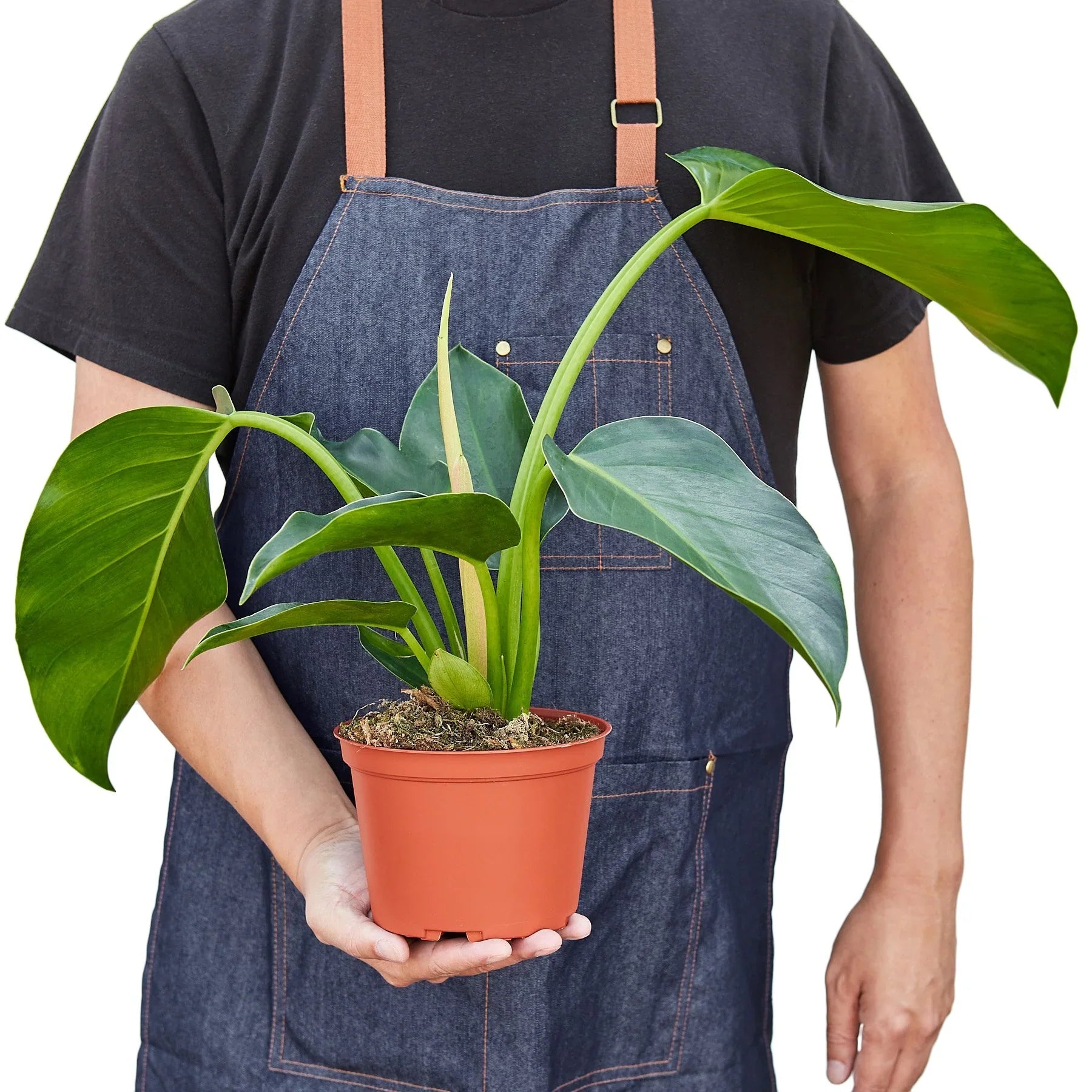 Philodendron Congo Green