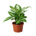 Dieffenbachia Tropic Snow