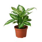 Dieffenbachia Tropic Snow