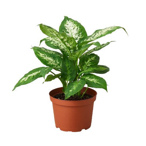 Dieffenbachia Tropic Snow