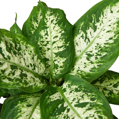 Dieffenbachia Tropic Snow