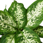 Dieffenbachia Tropic Snow