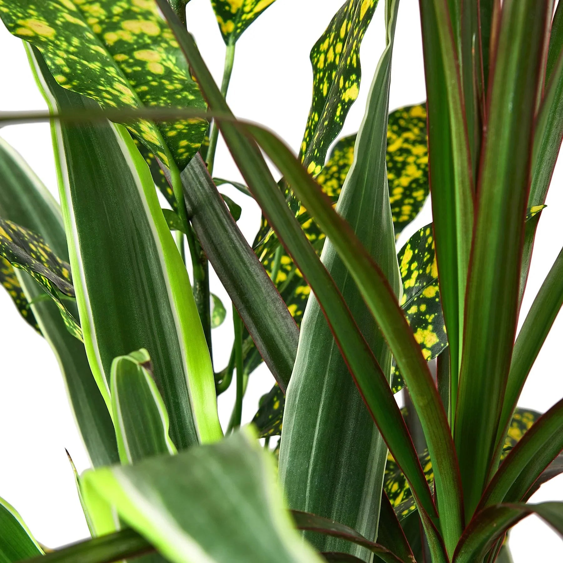 Dracaena Combo