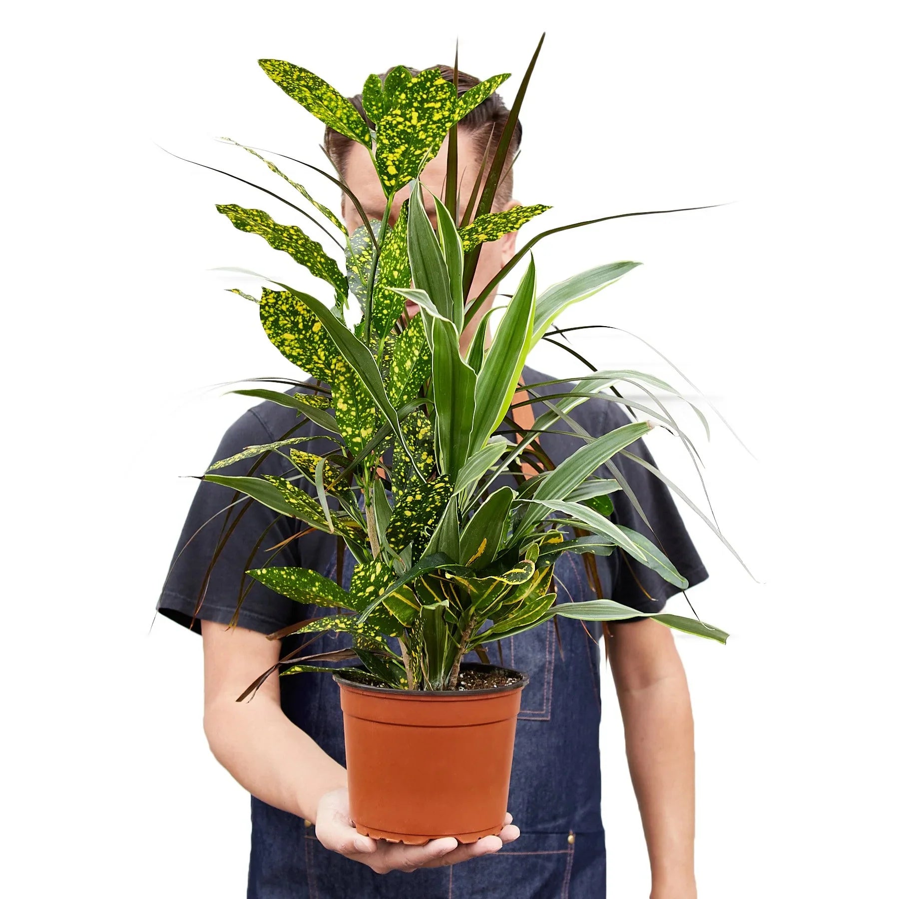 Dracaena Combo