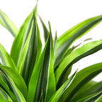 Dracaena Deremensis Lemon Lime
