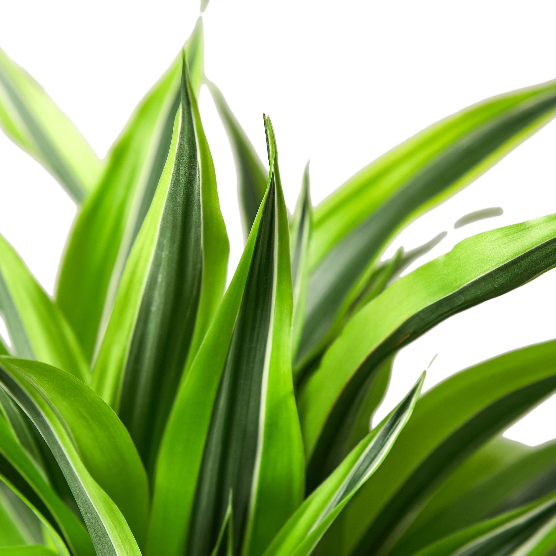 Dracaena Deremensis Lemon Lime