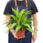 Dracaena Deremensis Lemon Lime