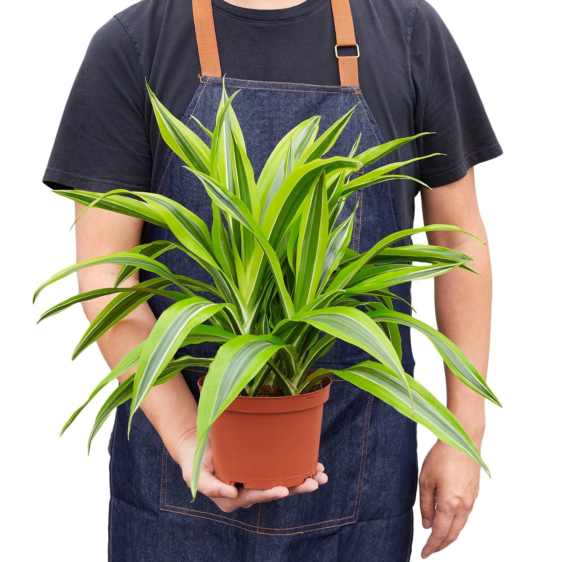 Dracaena Deremensis Lemon Lime