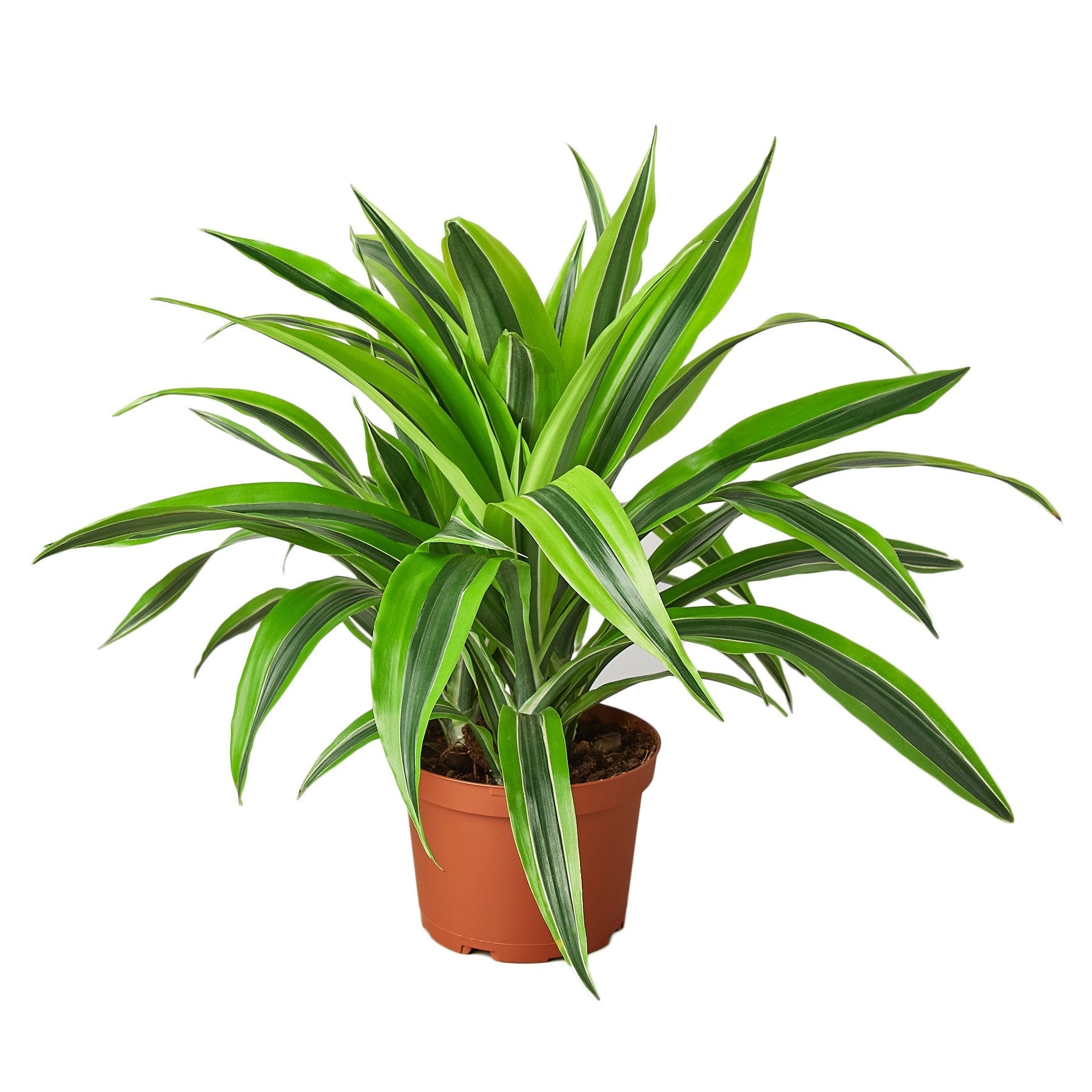 Dracaena Deremensis Lemon Lime
