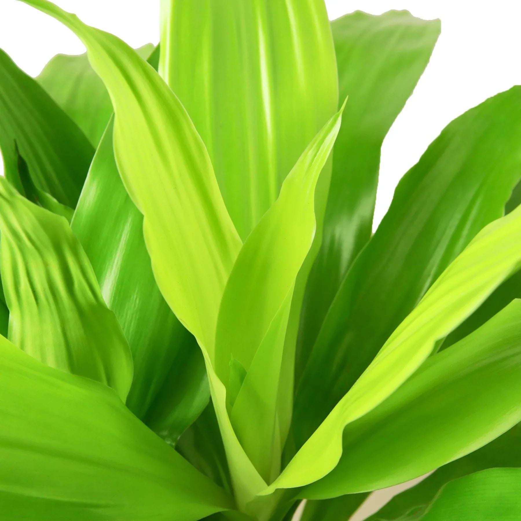 Dracaena Lime Light